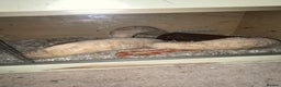 Corn Snake reptiles for sale: Corn snake for sale - Advert 4