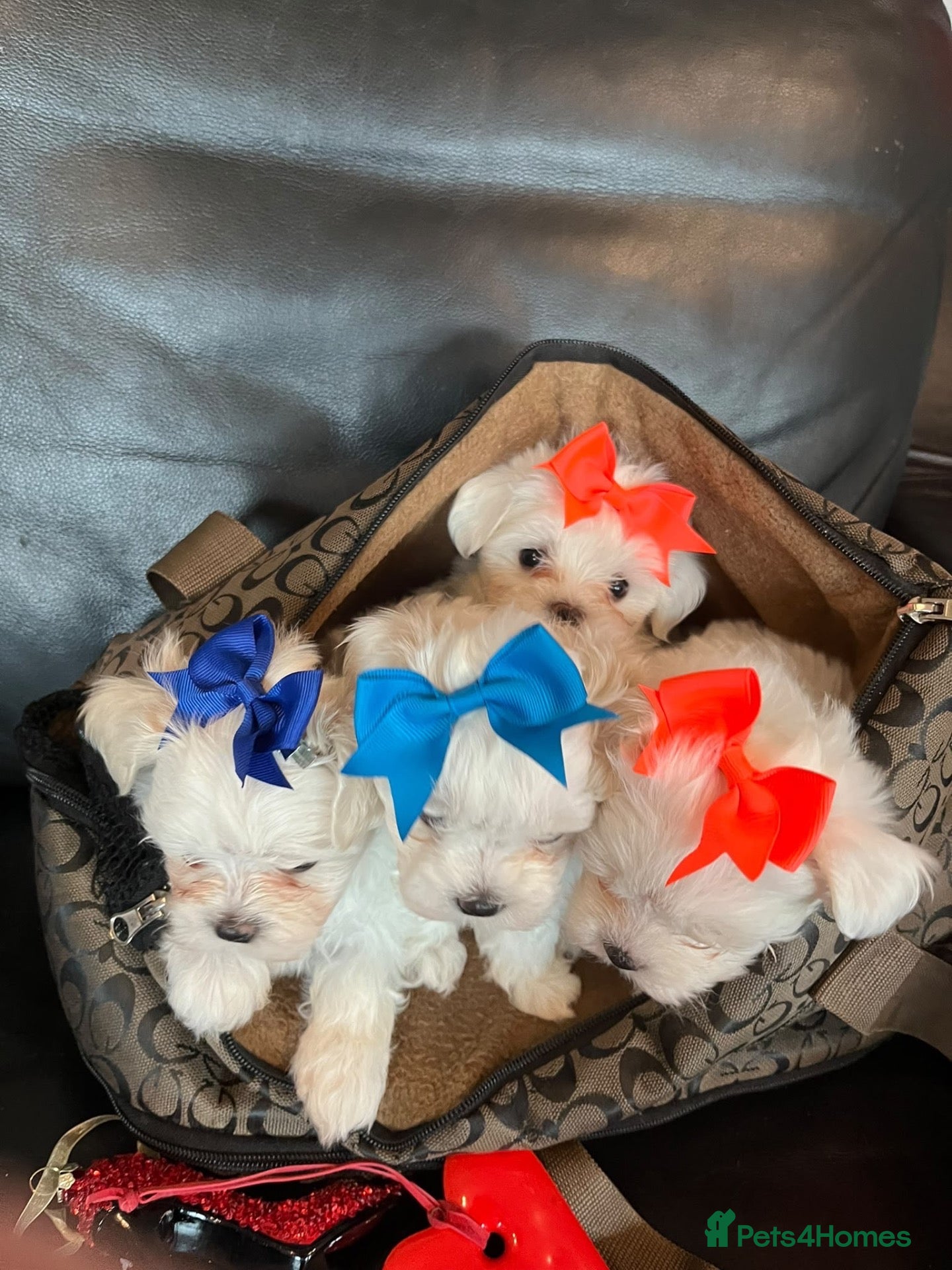 Maltese dogs Gorgeous Maltese Puppies  - Advert 16
