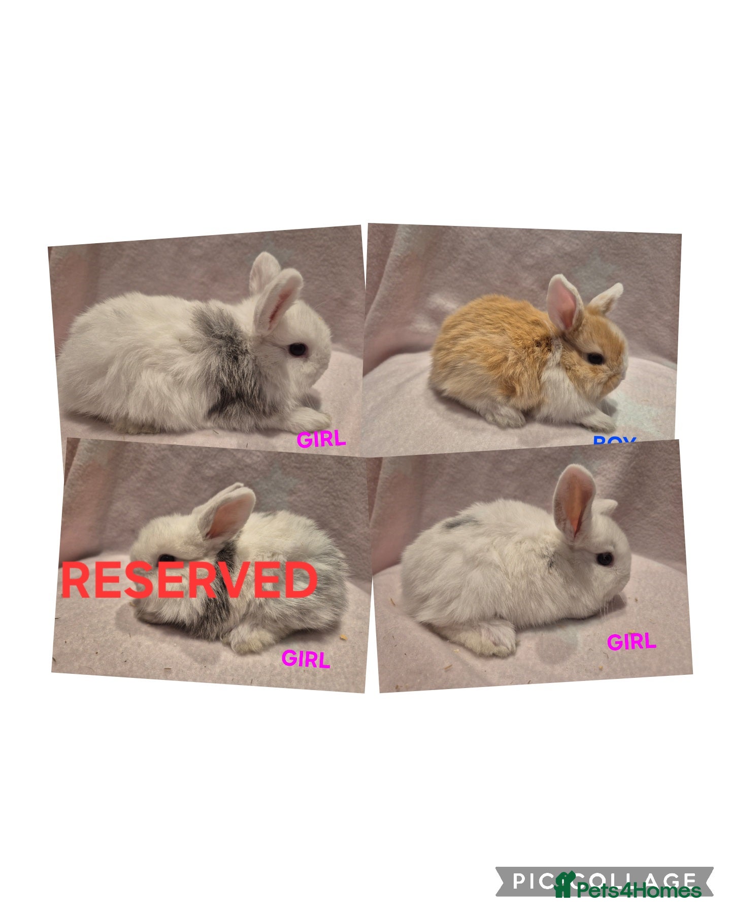 Mixed Breed rabbits 4 remaining babies ready to leave 6th jan - Advert 2