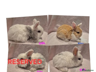 Mixed Breed rabbits 4 remaining babies ready to leave 6th jan - Advert 1