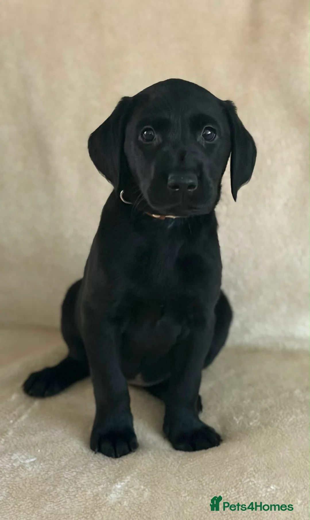 Labrador Retriever dogs for sale: 6 beautiful lab girls (one girl left!) - Advert 2