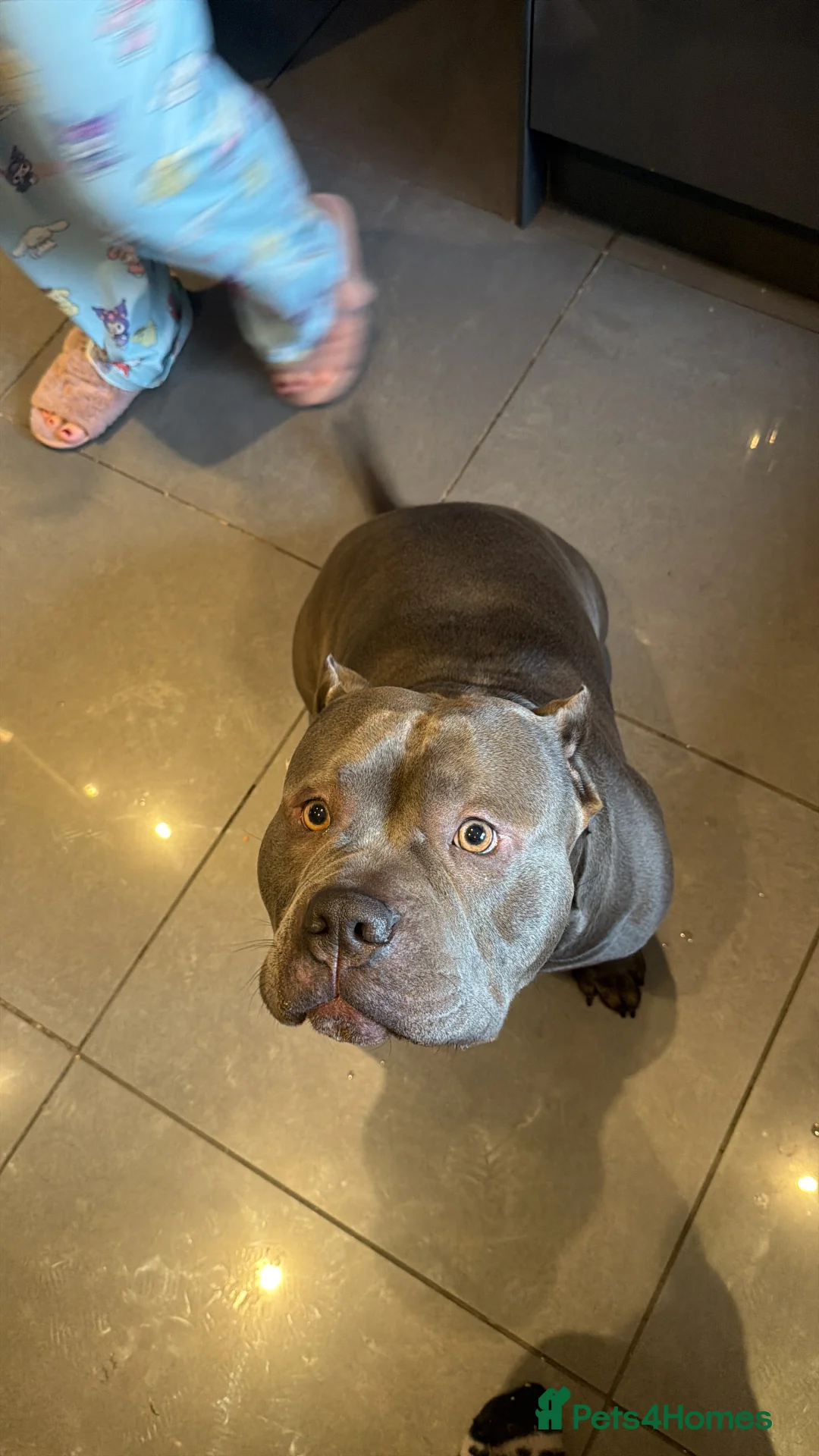 American Bully dogs for stud: American Bully Stud in Rochester - Advert 2