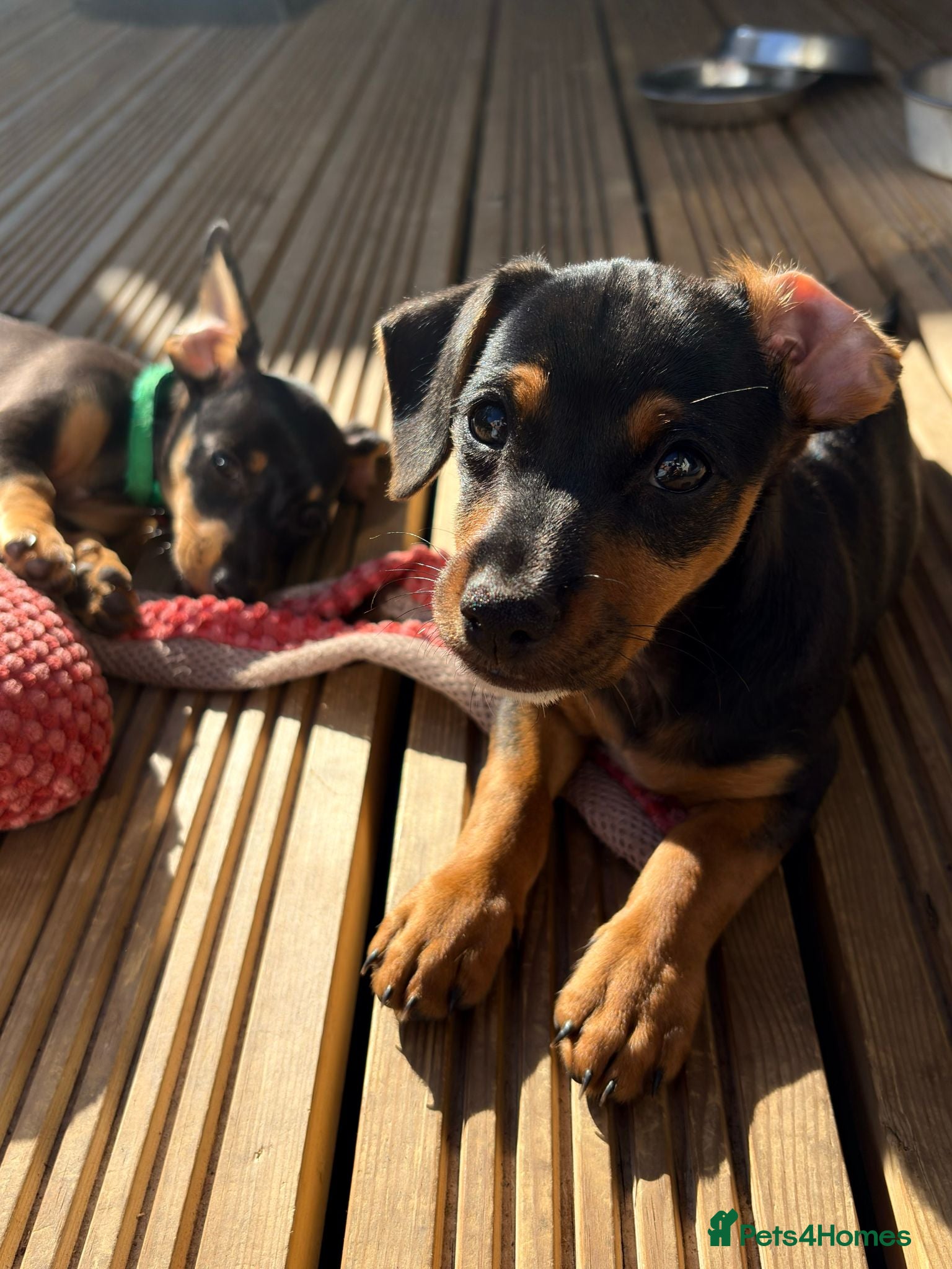Jackshund dogs Daxijax/Jackshund/Dachshund/Jack - READY TO GO - Advert 1