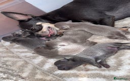 Chihuahua dogs for sale: Outstanding BLUE/TAN & LILAC/TAN puppies  - Image 5