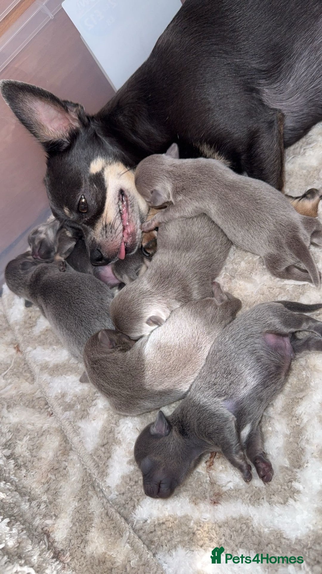 Chihuahua dogs for sale: Outstanding BLUE/TAN & LILAC/TAN puppies  - Image 5