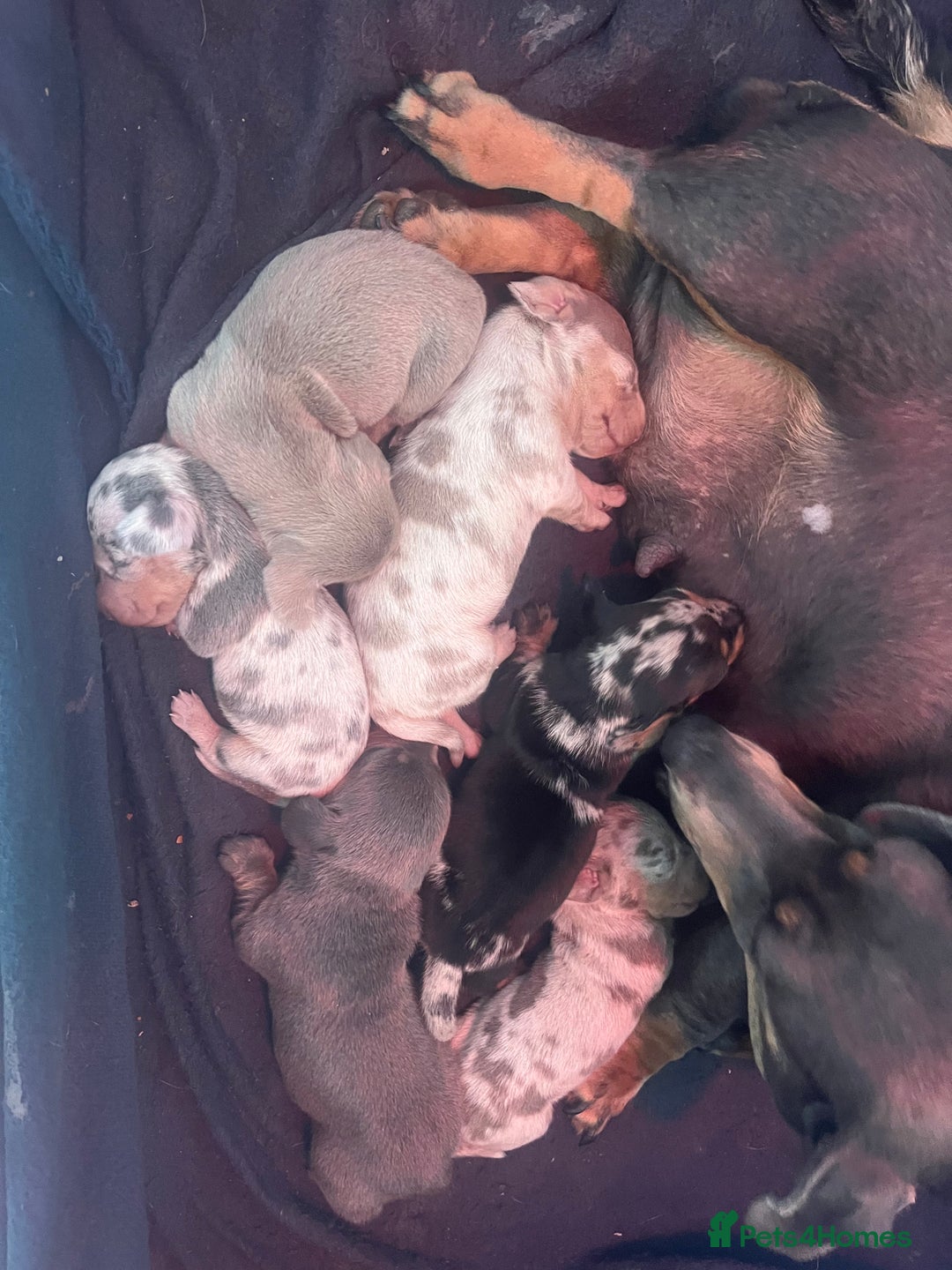 Miniature Dachshund dogs for sale: STUNNING KC REG MINIATURE DAPPLE DACHSHUNDS  - Image 22
