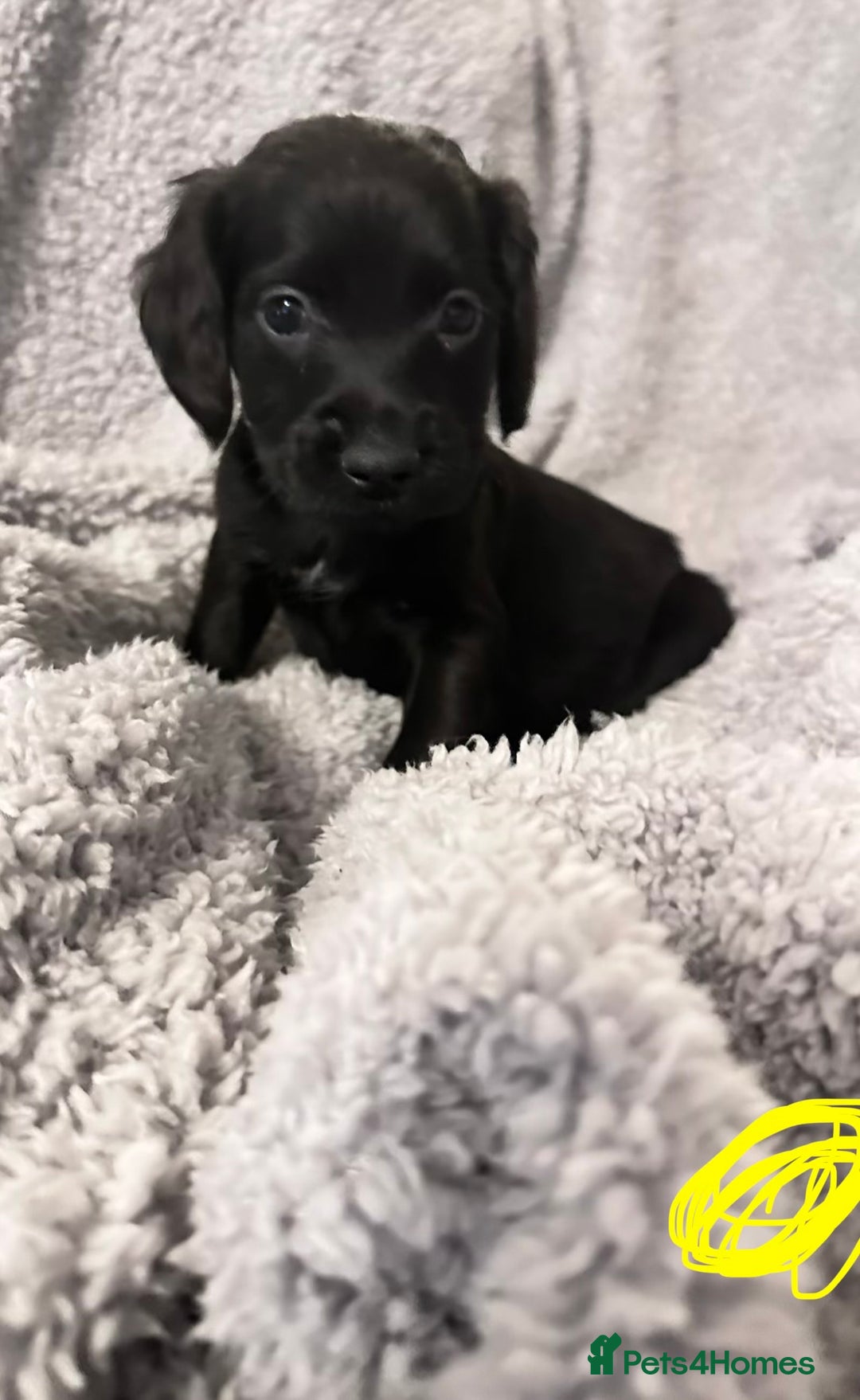 Sprocker dogs for sale: Sprocker puppies! - Advert 7