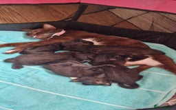 Domestic Shorthair cats for sale: 2 Male kittens available - Image 6