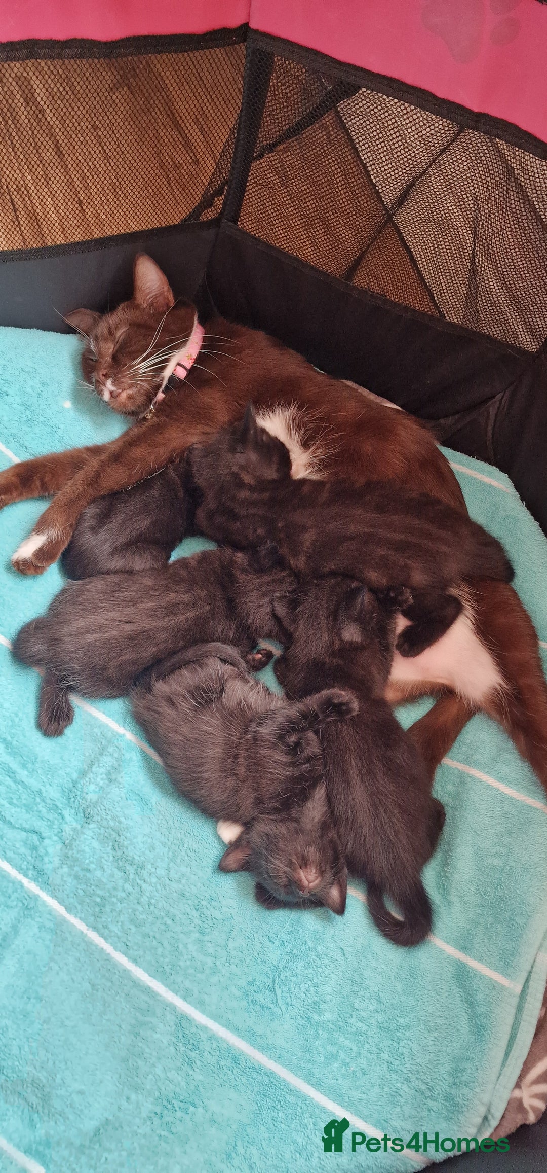 Domestic Shorthair cats for sale: 2 Male kittens available - Image 6