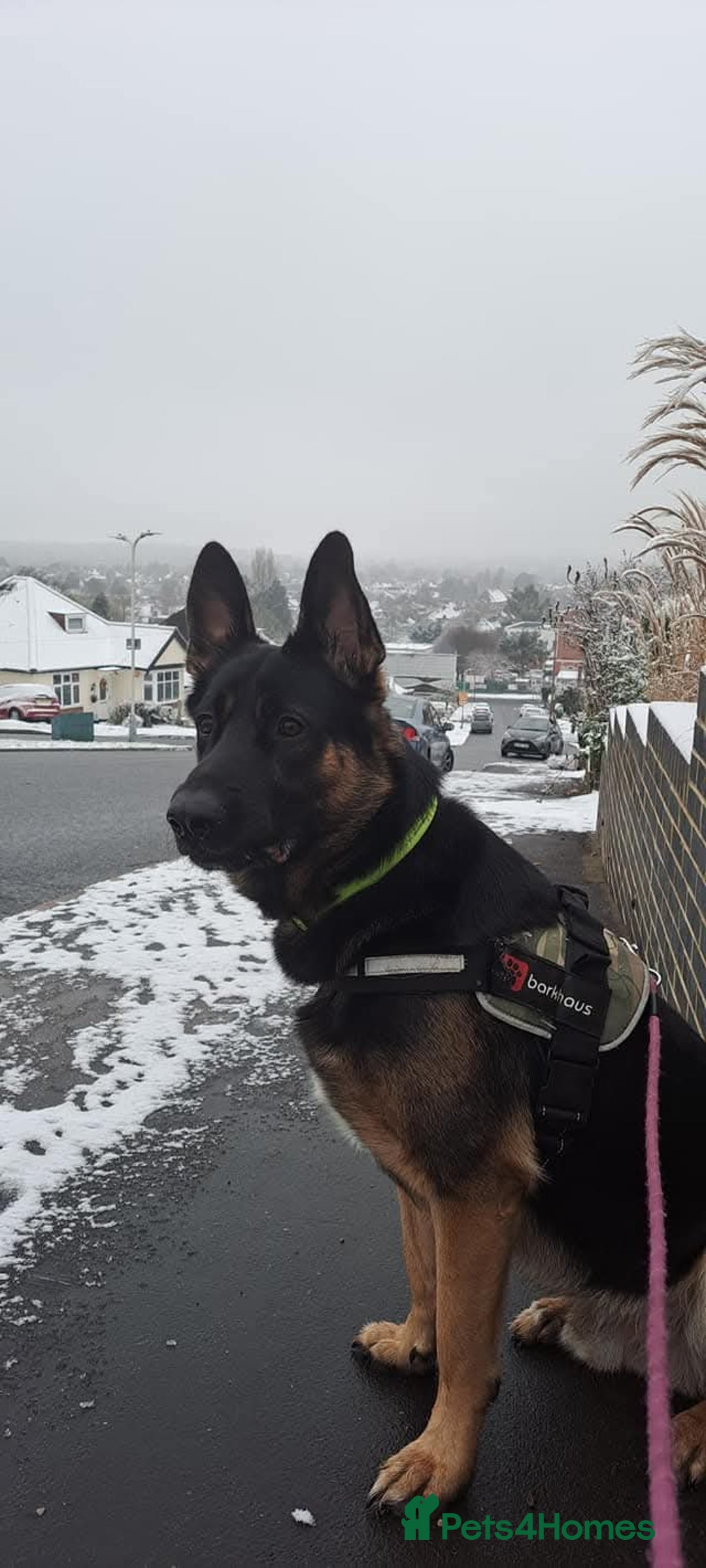 German Shepherd dogs for stud: German Shepherd boy for stud - Advert 12