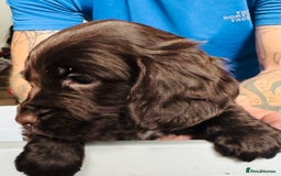 Sprocker dogs for sale: Sprocker Puppies - Image 21