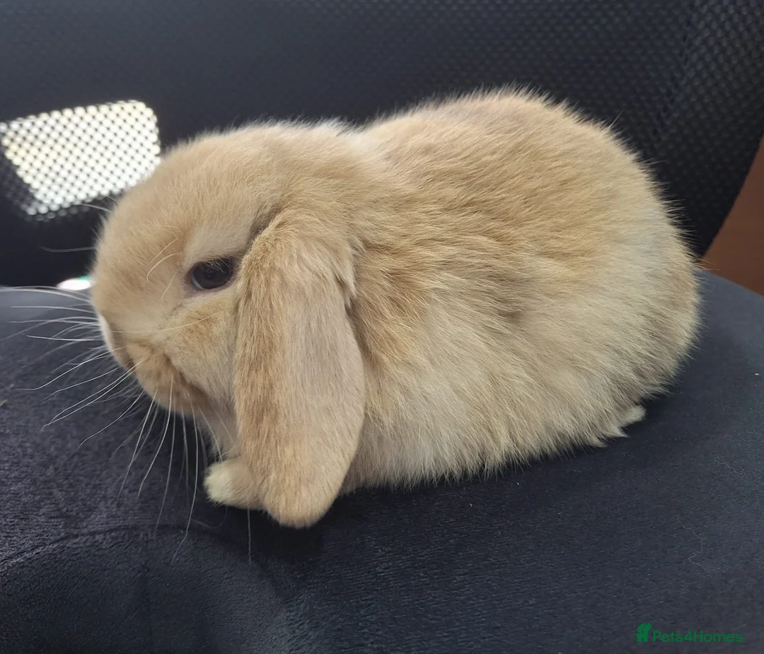 Mini Lop rabbits for sale: Three adorable mini lops for sale in Waltham Cross - Advert 2