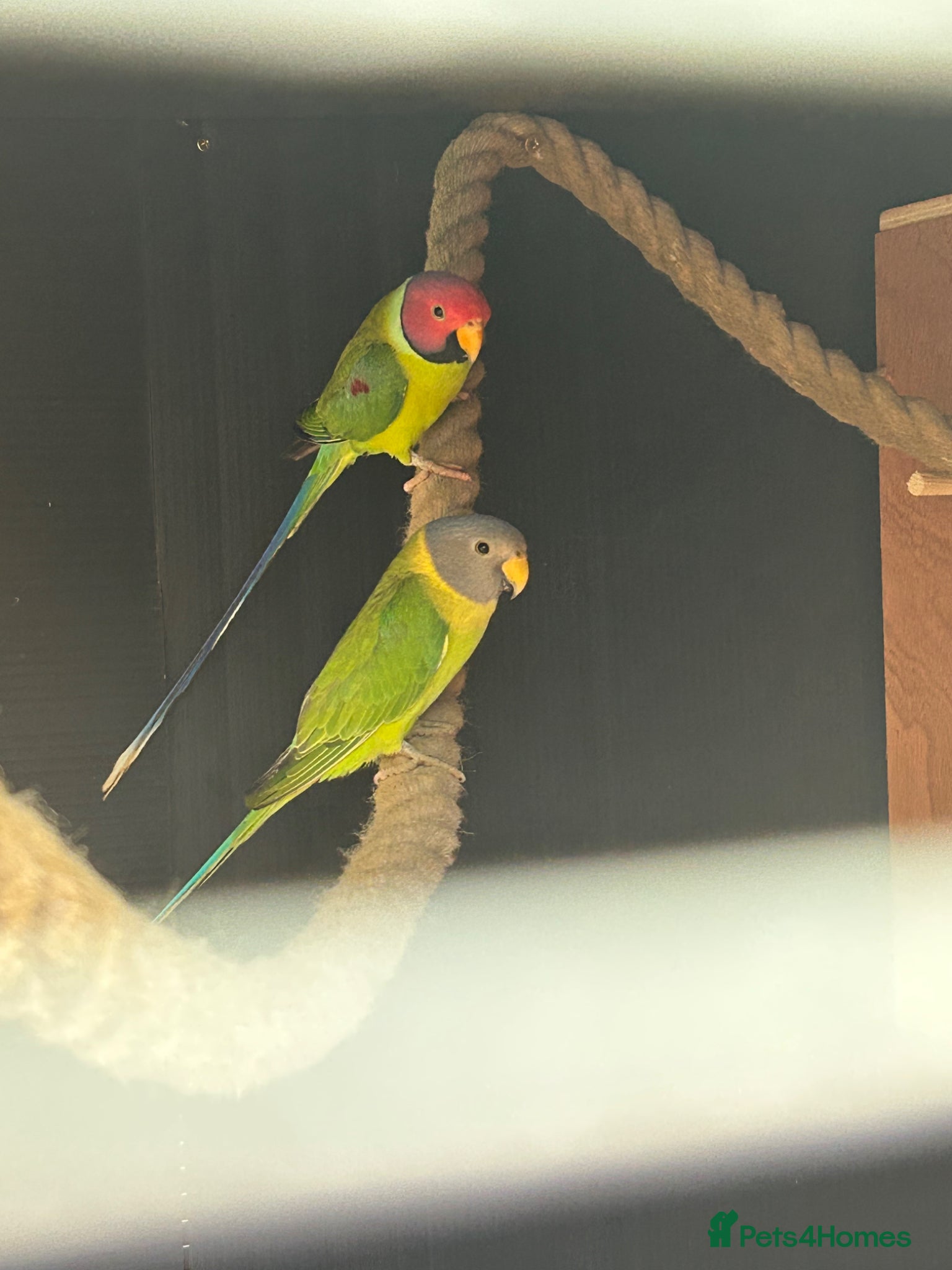 Parakeets birds Proven pair of plum headed parakeets - Advert 11