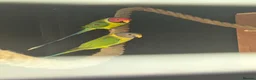 Parakeets birds for sale: Proven pair of plum headed parakeets - Advert 1
