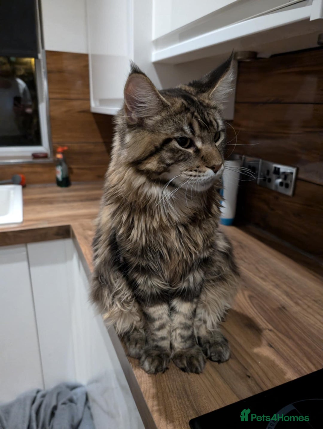 Maine Coon cats for sale: Active Maine Coon Tabby Boy Available  - Advert 2
