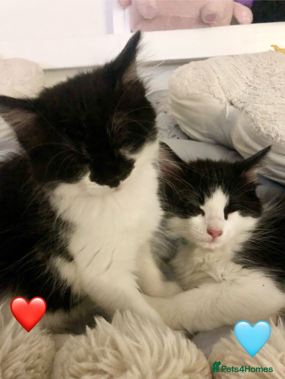 Ragdoll cats for sale: Looking for perfect furry companion? - Advert 9