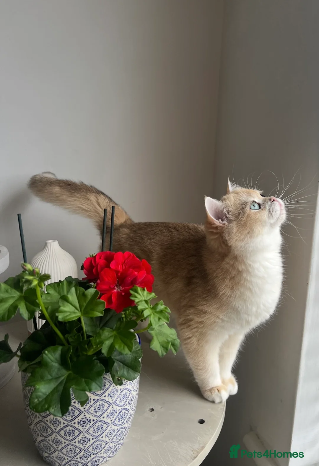 British Shorthair cats for sale: 🏆 Tica registered ny12 British Shorthair Girl 🏆 - Advert 3