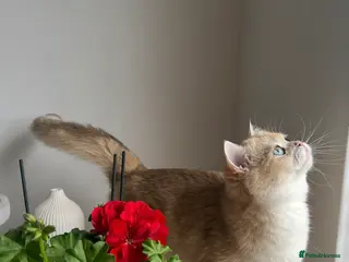 British Shorthair cats 🏆 Tica registered ny12 British Shorthair Girl 🏆 - Advert 14