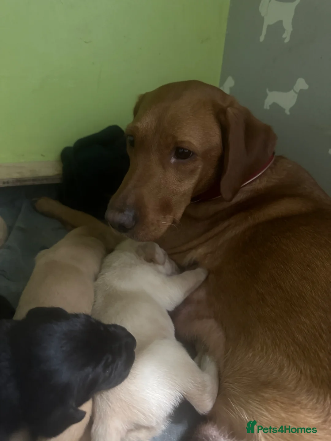 Labrador Retriever dogs for sale: 5 Puppies For Sale - Advert 1