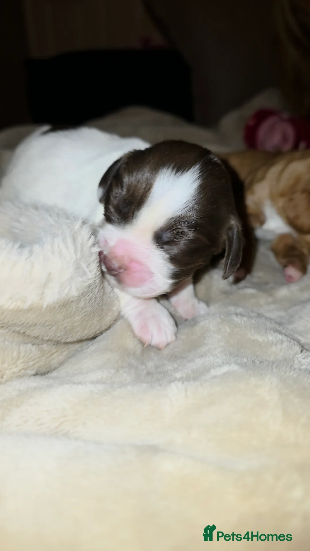 Cocker Spaniel dogs for sale: Cocker spaniel pups ready NEXT WEEK - Advert 10