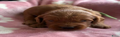 Cockapoo 1