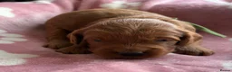 Cockapoo dogs for sale: Gorgeous cockerpoo puppies - Advert 6