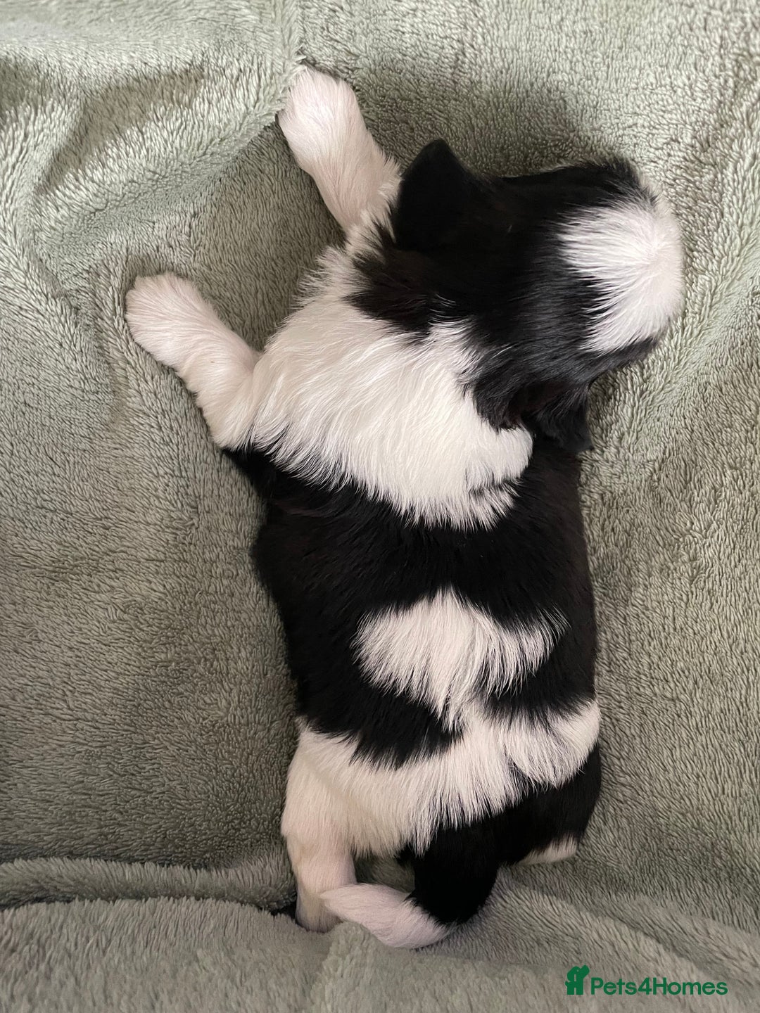 Shih Tzu dogs for sale: Adorable Imperial Shih Tzu Puppies - Image 25