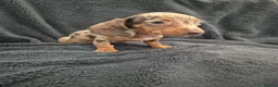 Miniature Dachshund dogs for sale: Miniature Dachshund READY NOW - Advert 26
