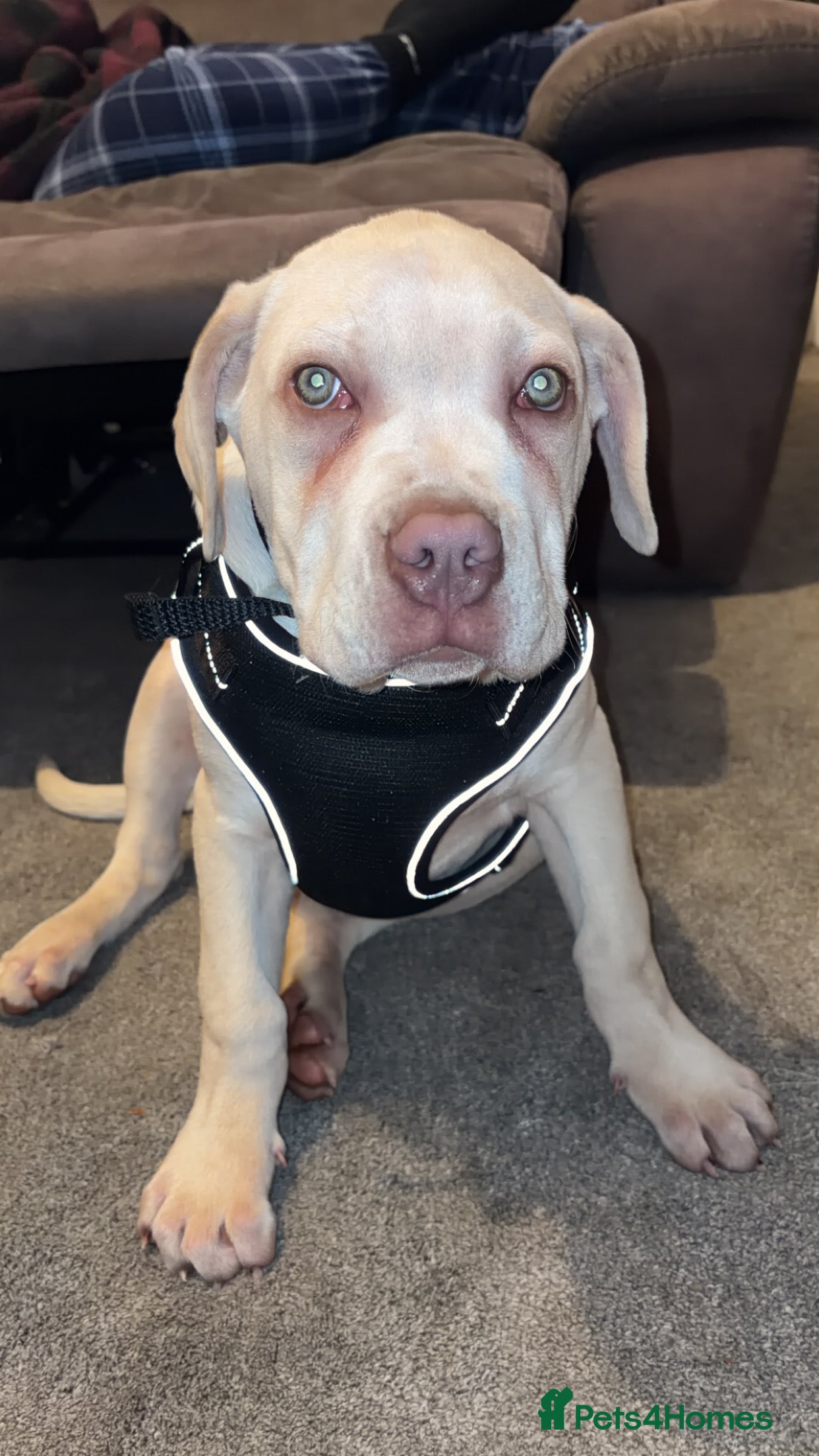 Cane Corso dogs Cane corso - Advert 1