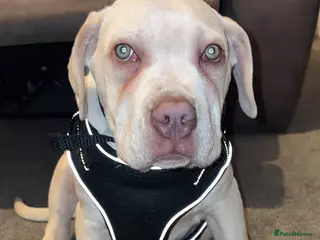 Cane Corso dogs Cane corso - Advert 1