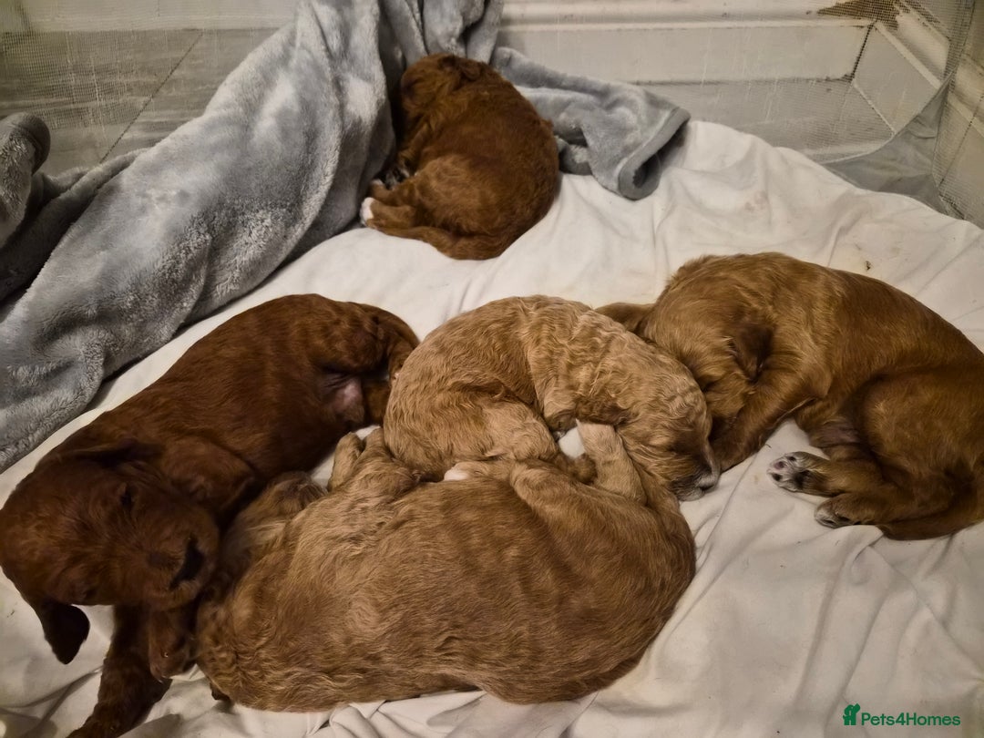 Labradoodle dogs for sale: Gorgeous Red Labradoodles- F3B - Advert 11