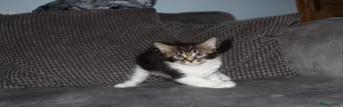 Brown and white tabby girl