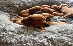 Dachshund dogs for sale: Dachshund Puppies  - Image 1