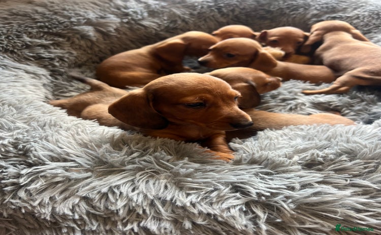 Dachshund dogs - Advert 1