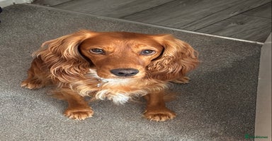 Cocker Spaniel dogs KC registered working cocker spaniel bitch puppy - Advert 4