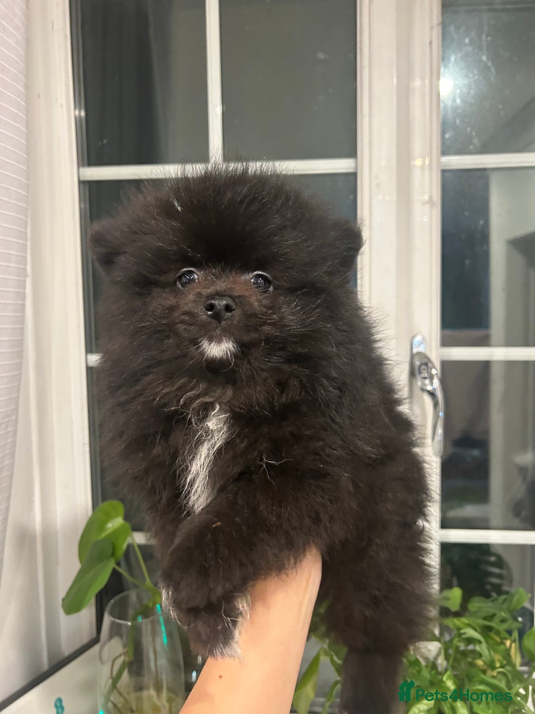 Pomeranian dogs for sale: 4 lovely Pomeranian Puppies for sale AVAILABLE NOW - Image 15