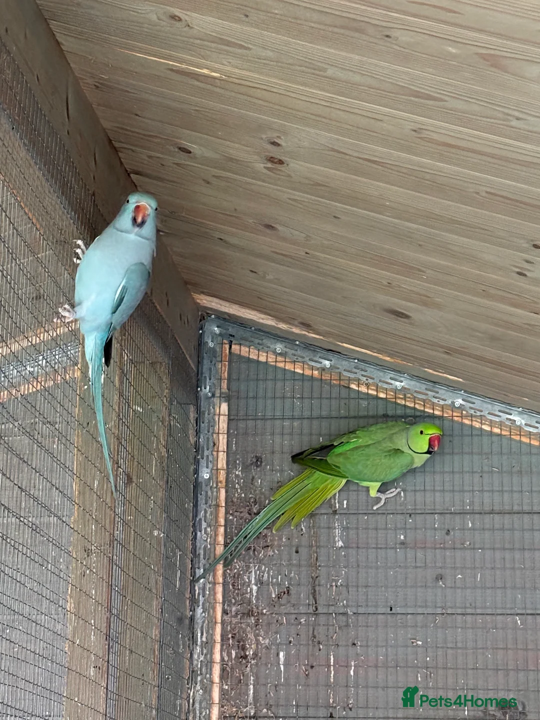 Ringnecks birds for sale: pair of ringnecks - Advert 4