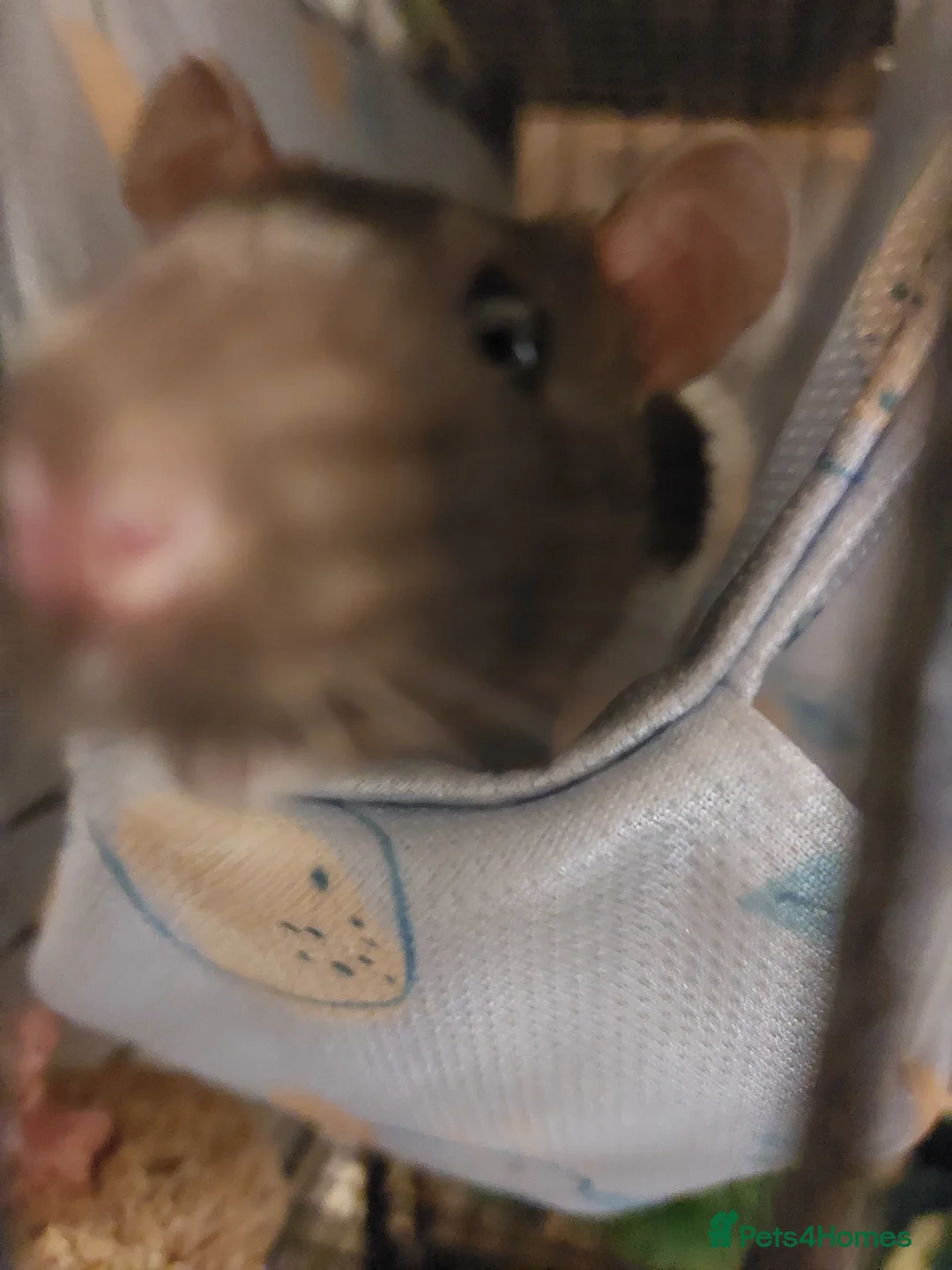 Rat rodents for sale: 2 beautiful female rats with cage and accessories  - Advert 6
