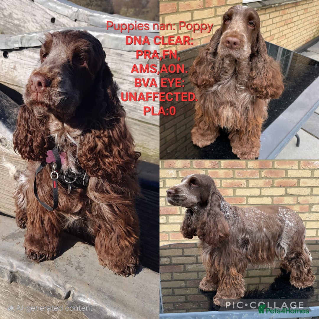 Cocker Spaniel dogs for sale: Kc, show cocker, dna, hips and eye tested parents  - Image 14