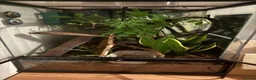 Frog reptiles for sale: 2x white tree frogs and set up in Chesterfield - Advert 3