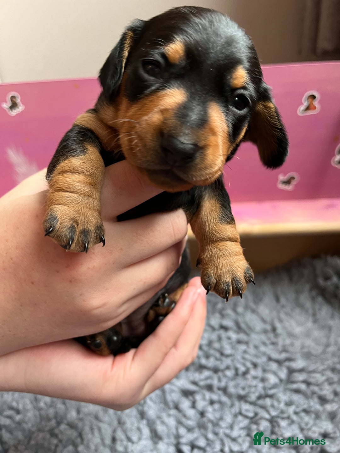 Miniature Dachshund dogs for sale: Kc Miniature dachshund smooth hair puppies  - Image 9