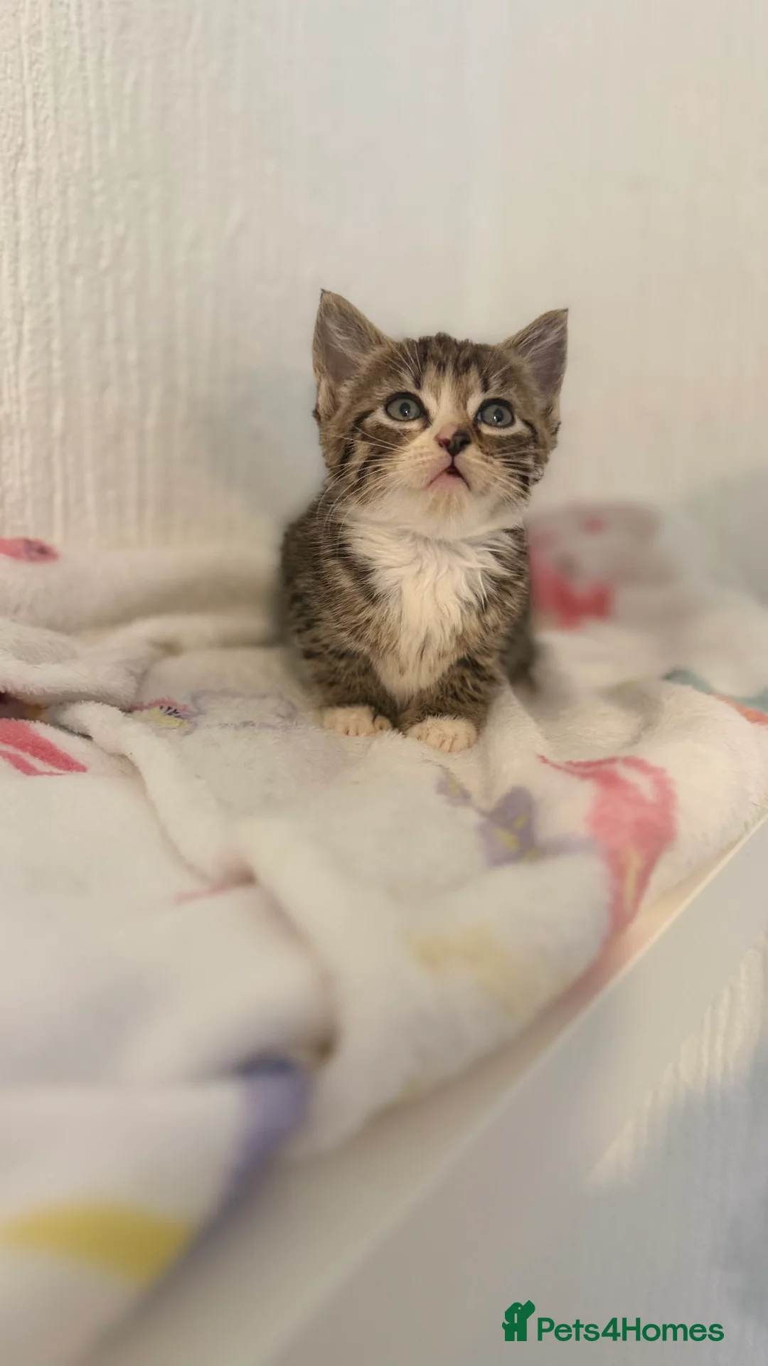 Mixed Breed cats for sale: Bsh x ragdoll ready 27th of feb - Advert 5