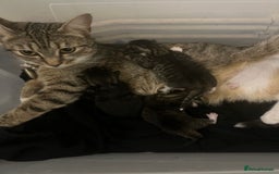 Mixed Breed cats for sale: 3 Healthy, Playful Kittens  - Image 3
