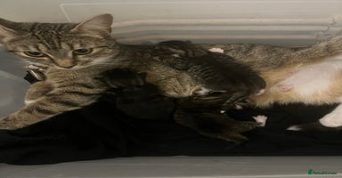 Mixed Breed cats - Advert 13