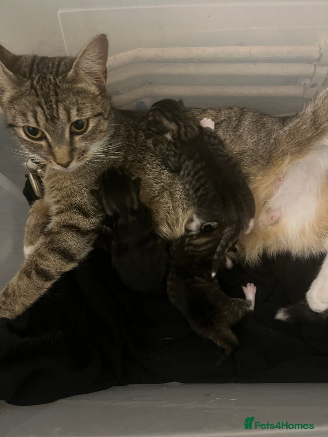 Mixed Breed cats for sale: 3 Healthy, Playful Kittens  - Image 3