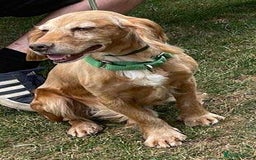 Cocker Spaniel dogs for adoption: Bob needs a loving home  - Advert 23
