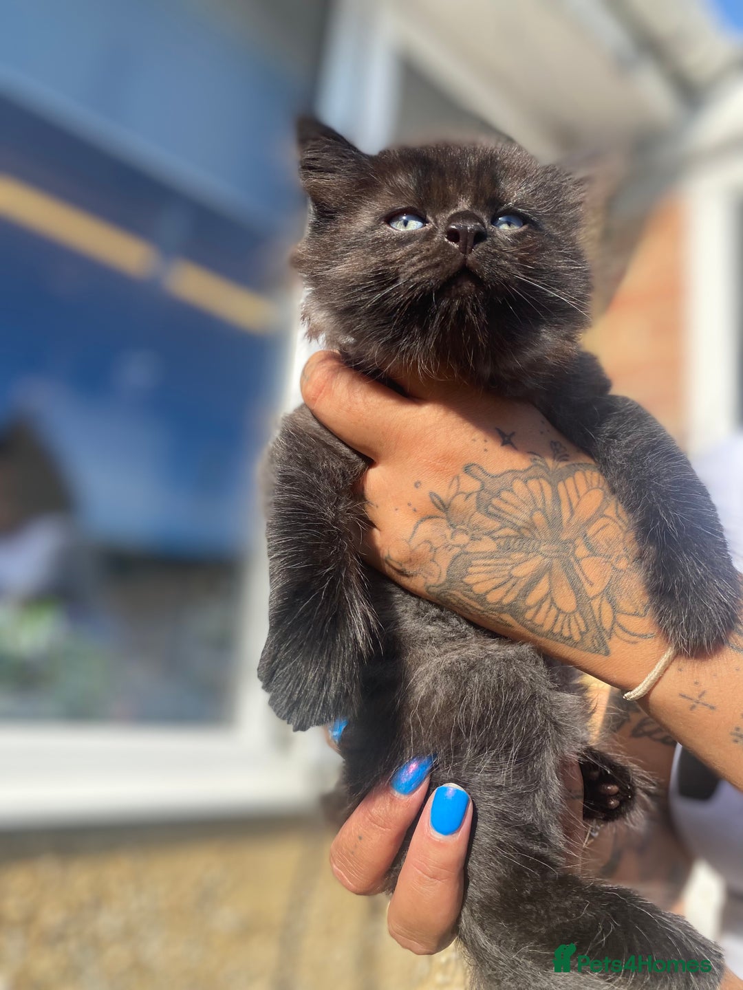 Mixed Breed cats for sale: Mainecoon and british shorthair mix  - Image 7