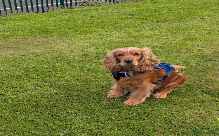 Cocker Spaniel dogs - Advert 1