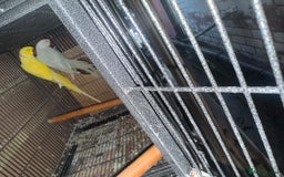 Ringnecks birds for sale: Pair ringneck - Advert 6