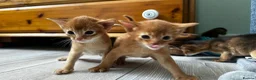 Abyssinian cats for sale: Abyssinian kittens  - Advert 16
